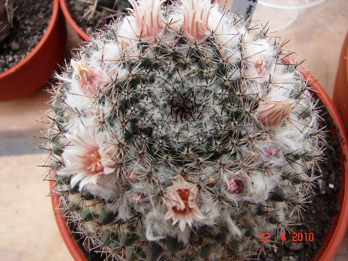 DSC07685 - Cactusi Aprilie