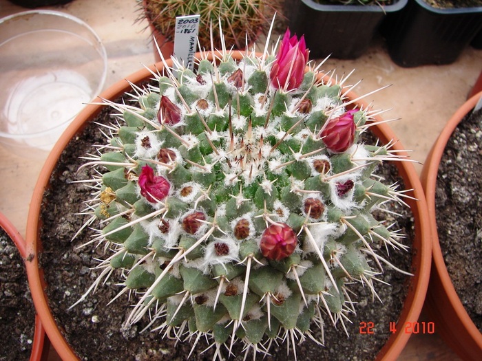 DSC07686 - Cactusi Aprilie