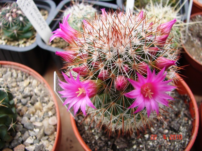 DSC07687 - Cactusi Aprilie