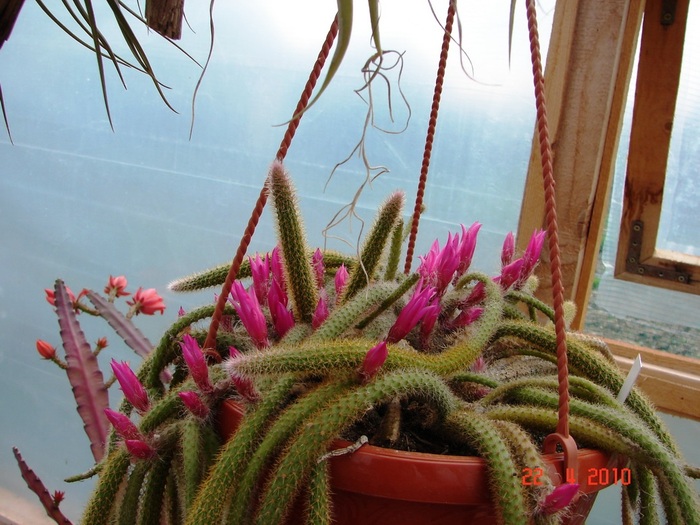 DSC07690 - Cactusi Aprilie