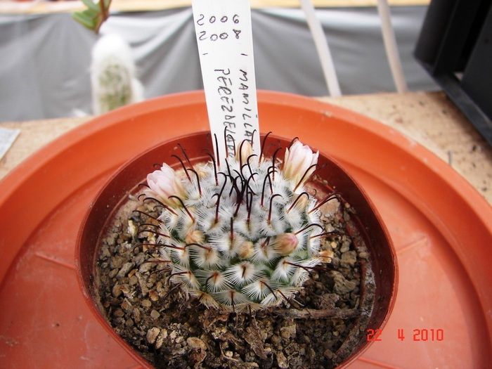 DSC07691 - Cactusi Aprilie