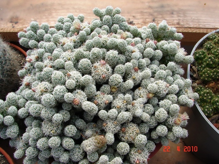 DSC07692 - Cactusi Aprilie