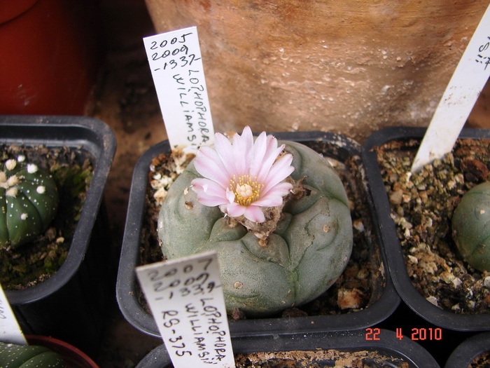 DSC07698 - Cactusi Aprilie