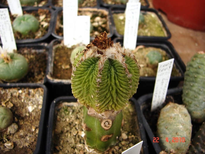 DSC07701 - Cactusi Aprilie