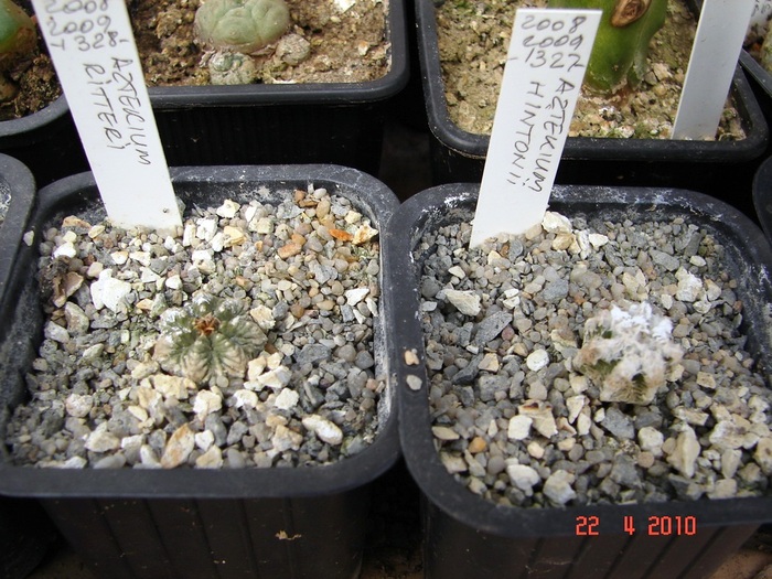 DSC07702 - Cactusi Aprilie