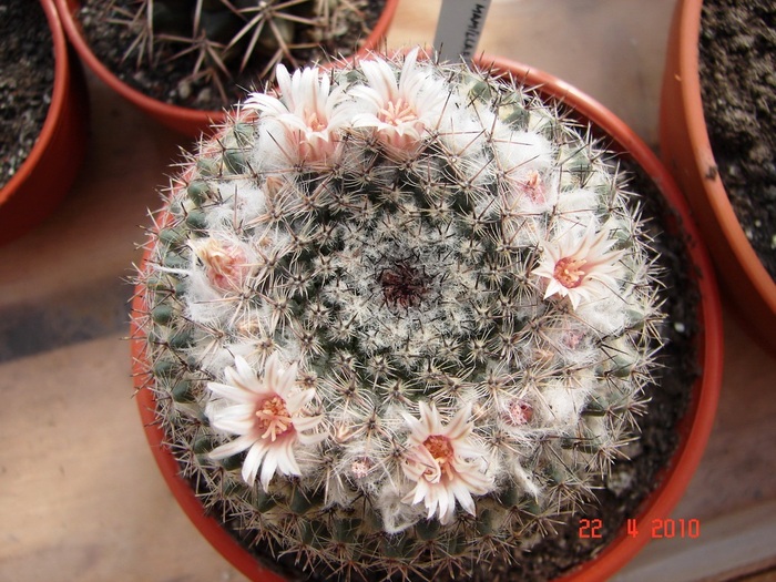DSC07705 - Cactusi Aprilie