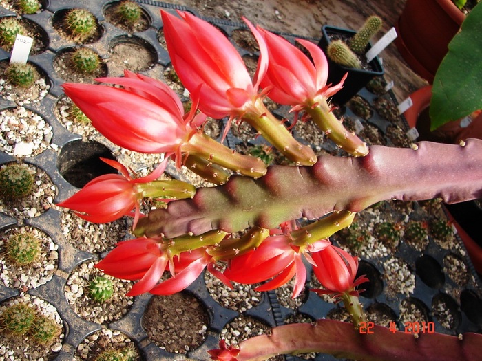 DSC07706 - Cactusi Aprilie