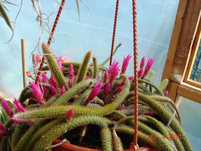 DSC07708 - Cactusi Aprilie