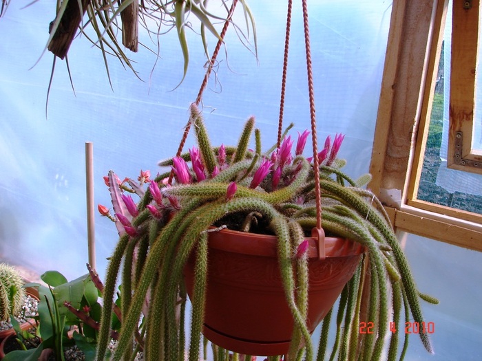 DSC07709 - Cactusi Aprilie