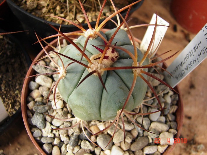 DSC07710 - Cactusi Aprilie