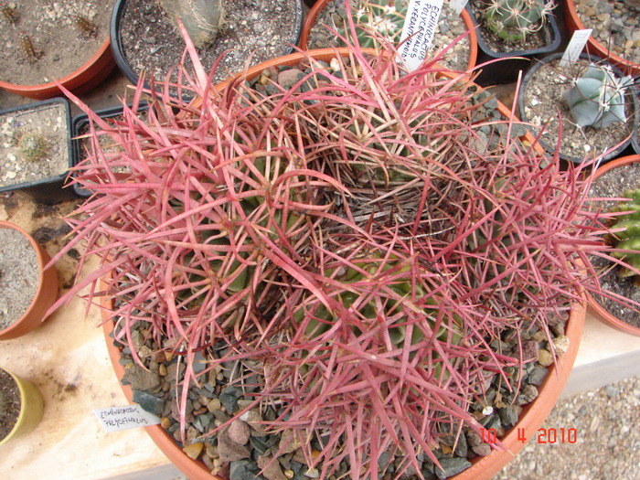 Echinocactus polycephalus - 2010