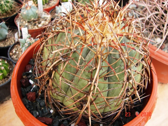 Echinocactus horizonthalonius - 2010