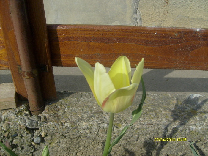 S6303427 - gradina mea 2010