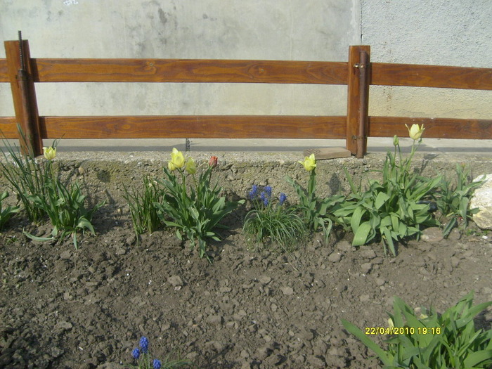 S6303429 - gradina mea 2010