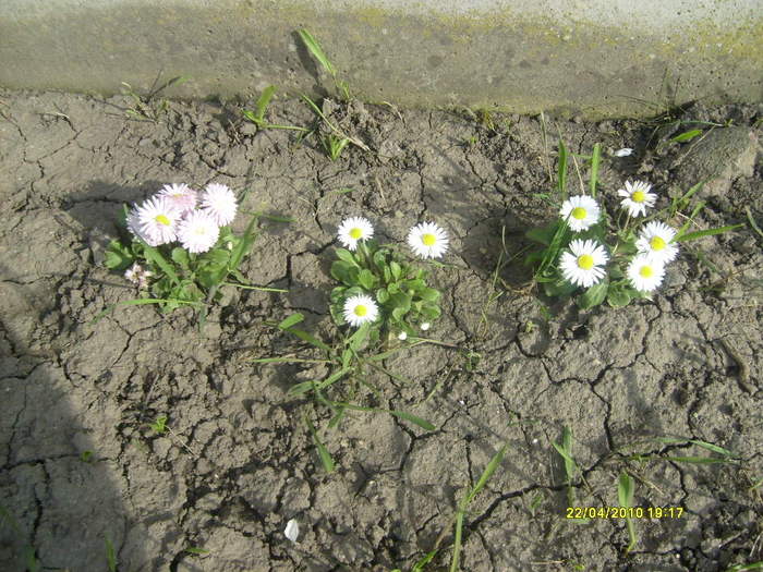 S6303431 - gradina mea 2010