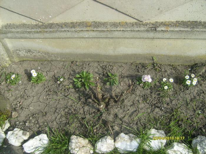 S6303432 - gradina mea 2010