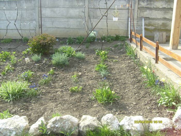 S6303438 - gradina mea 2010