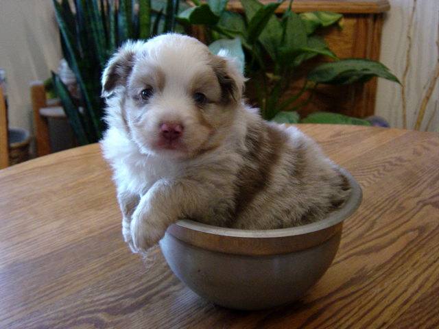 North American Miniature Australian Shepherd - Miniature Australian