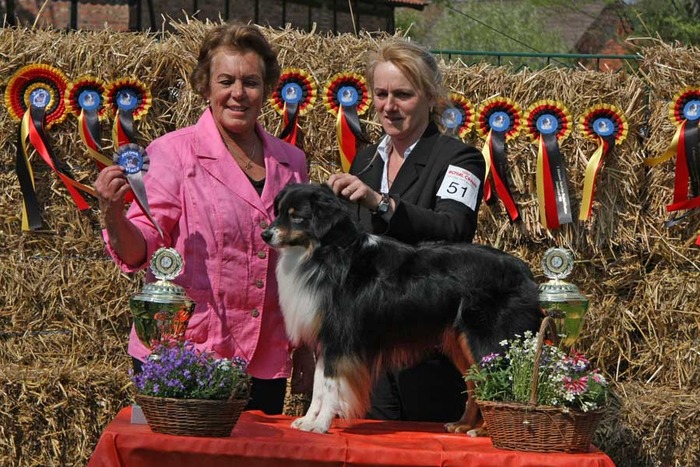 North American Miniature Australian Shepherd - Miniature Australian