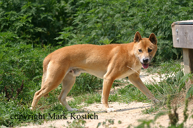 New Guinea Singing Dog - Singing Dog