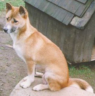 New Guinea Singing Dog - Singing Dog