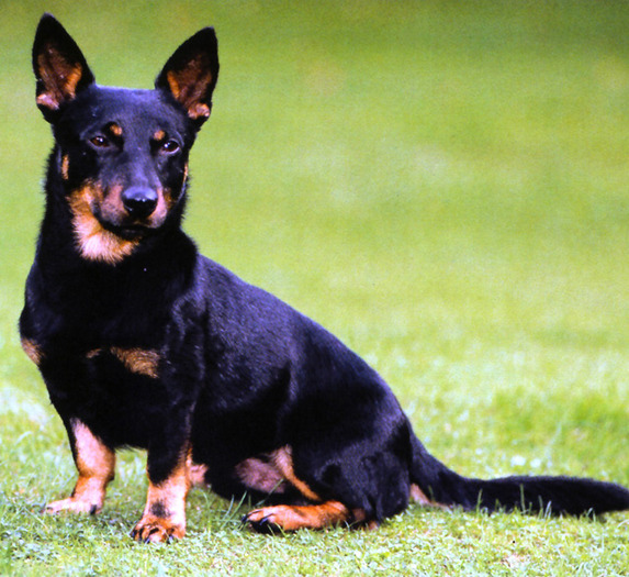 Lancashire Heeler - Ciobanesc German Pitic