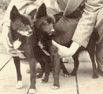 Tahltan Bear Dog - Tahltan Bear Dog