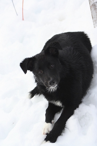 Tahltan Bear Dog - Tahltan Bear Dog