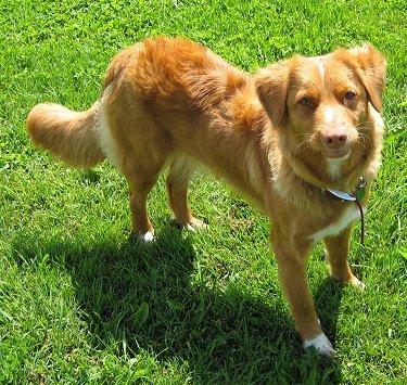 Tolling Retriever