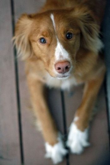 nova-scotia-retriever - Tolling Retriever