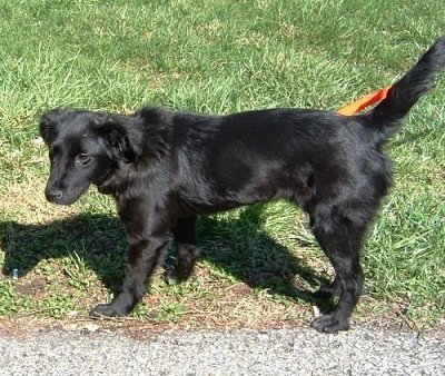 Afghan Collie - Afghan Collie