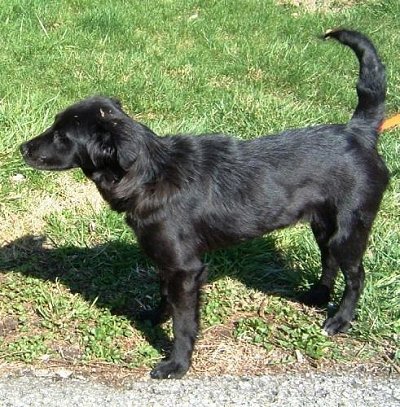 Afghan Collie