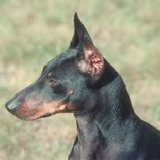 Manchester Terrier - Manchester Terrier