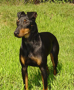 Manchester Terrier - Manchester Terrier