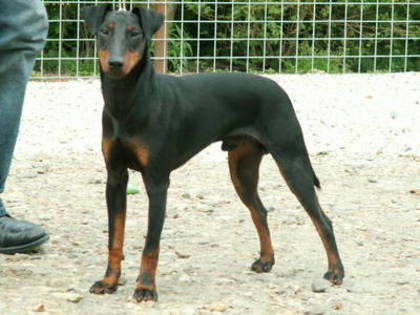 Manchester Terrier - Manchester Terrier