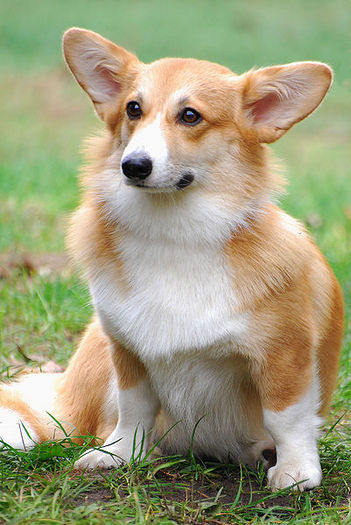 Welsh Corgi Pembroke