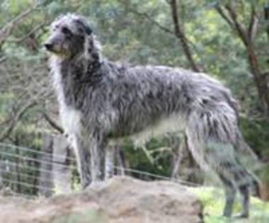 Scottish deerhound - Scottish deerhound