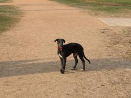 Scottish deerhound - Scottish deerhound
