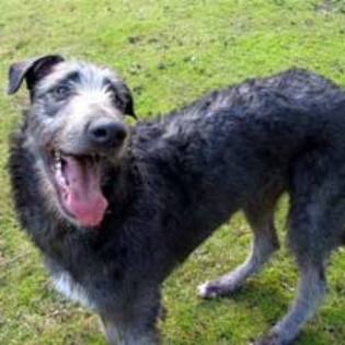 Scottish deerhound