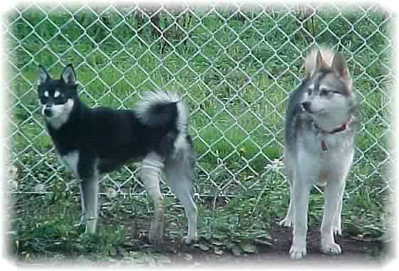 Alaskan Klee Klay - Husky Pitic