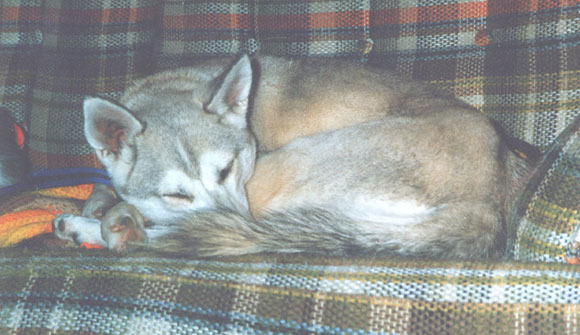 Alaskan Klee Klay - Husky Pitic