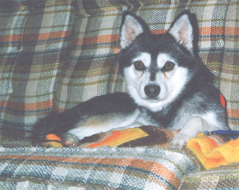 Alaskan Klee Klay - Husky Pitic