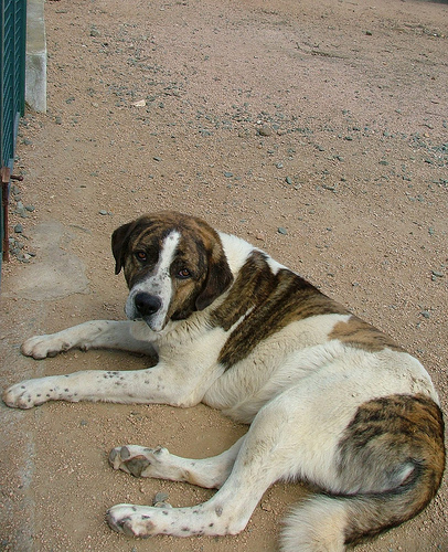 Mastiff potughese - Rafeiro do alentejo