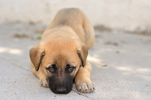 Rafeiro do alentejo-mastiff portughese - Rafeiro do alentejo