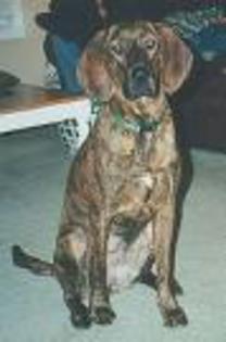 Plott Hound - Plott Hound