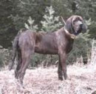 Plott Hound - Plott Hound