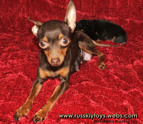 Russian Toy Terrier - Russkiy Toy