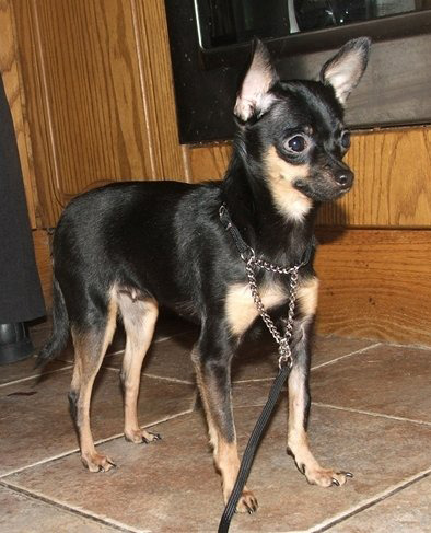 Russian Toy Terrier - Russkiy Toy