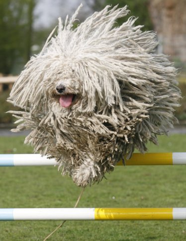 puli dog