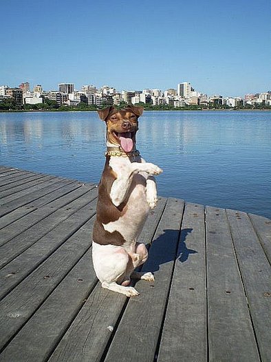 Brazilian Terrier - Brazilian Terrier